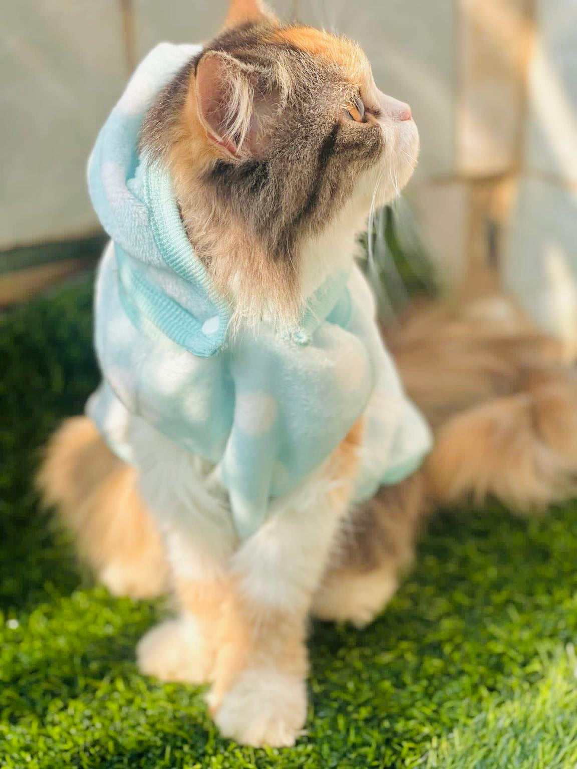 Polka dot hoodie with removable cap- Sea Green❄️ 🐾