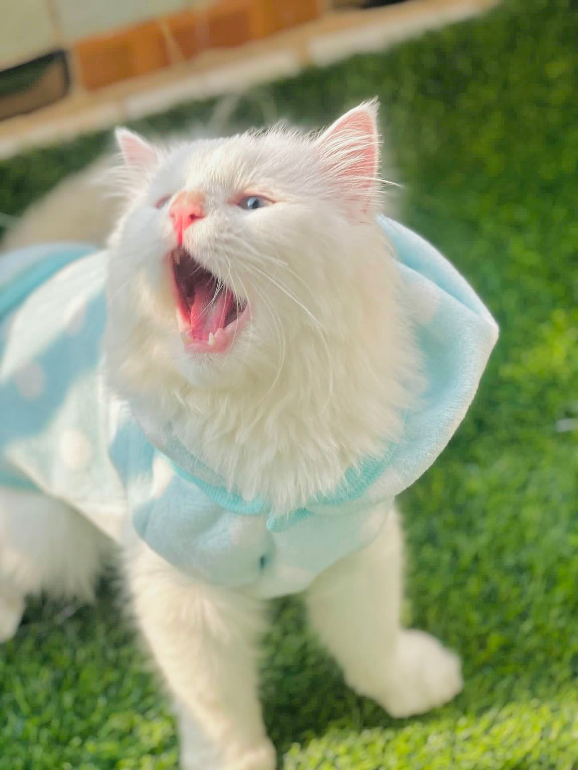 Polka dot hoodie with removable cap- Sea Green❄️ 🐾