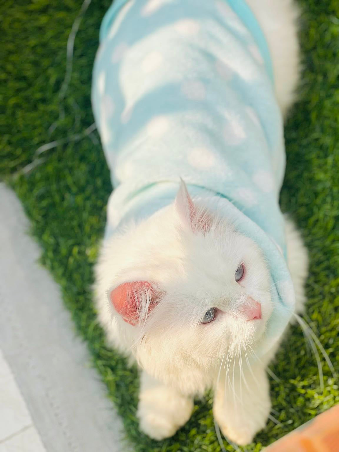 Polka dot hoodie with removable cap- Sea Green❄️ 🐾