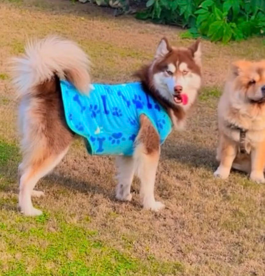 Paw Dog sweater -Blue💙 🐾🦴