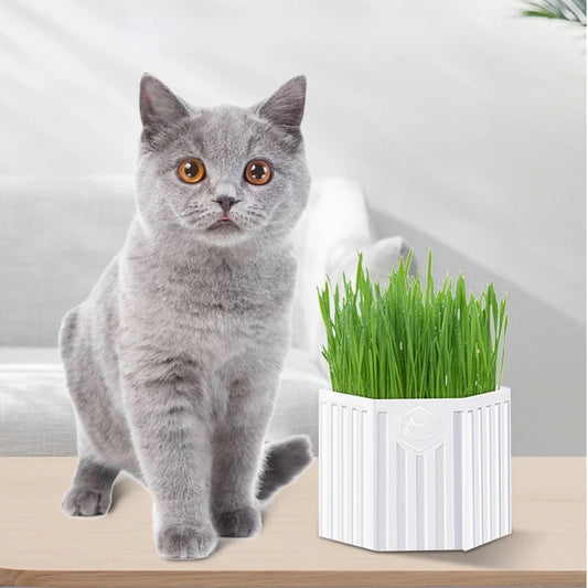 Cat grass kit