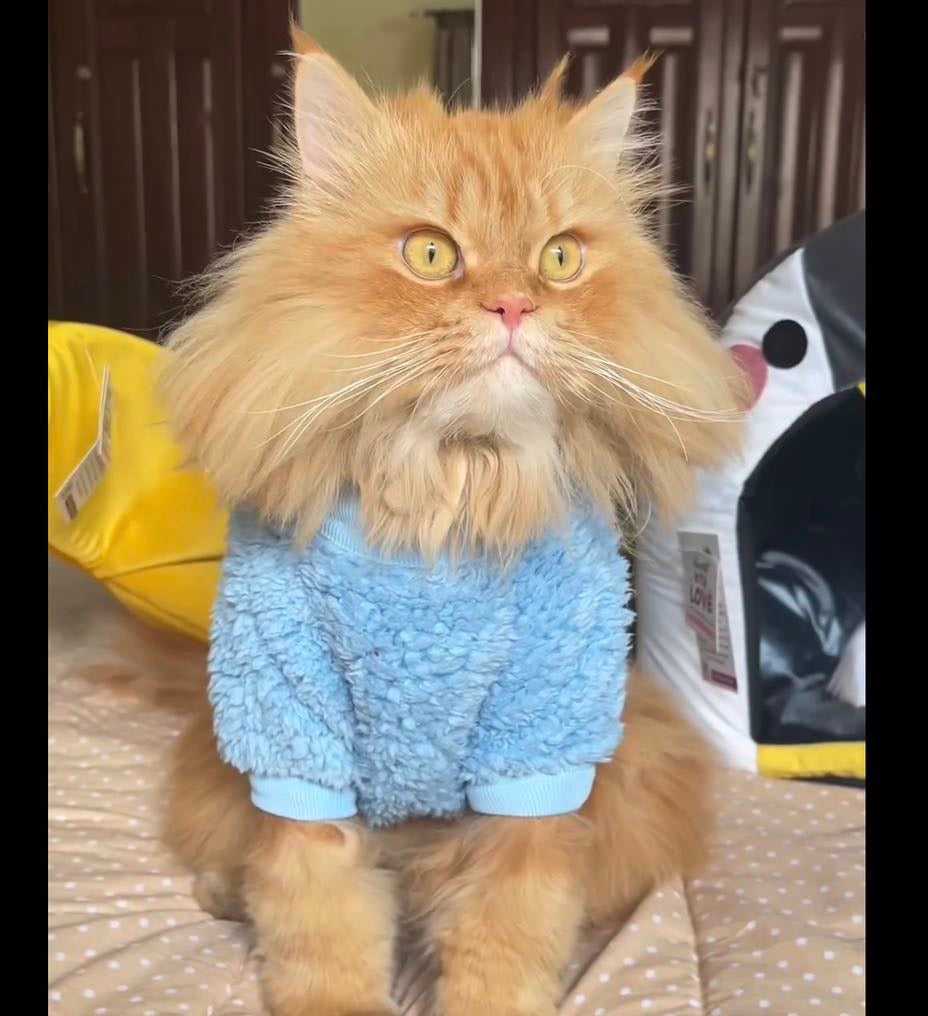 Cozy Pet Sweater - Powder Blue 🩵