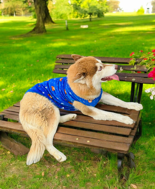 Bear Dog Sweater 🐾🦴