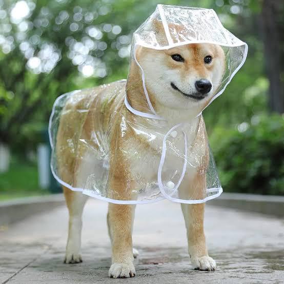 Clear Shield Puppy Raincoat