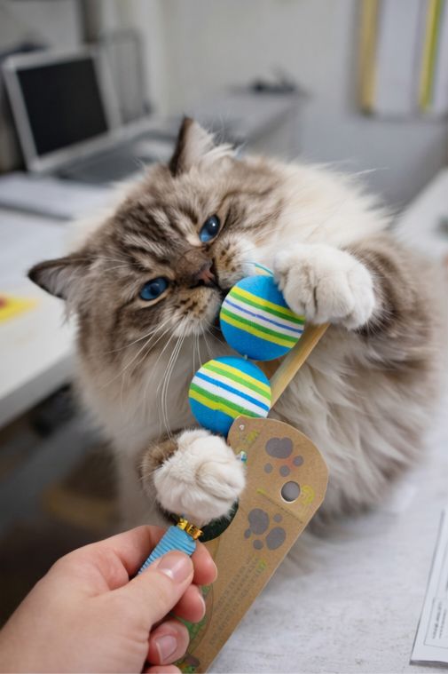 Fur balls cat toy stick 🥎 🦯