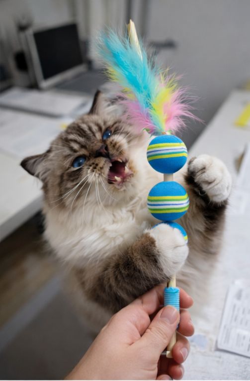 Fur balls cat toy stick 🥎 🦯