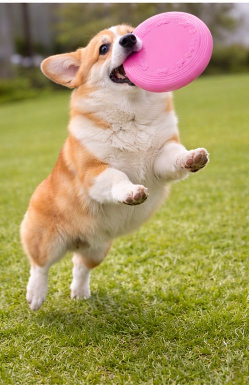 PawFly Soft Dog Frisbee🐶