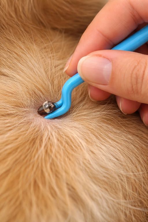 Tick Remover Tool Set (Pack of 3) 🐾