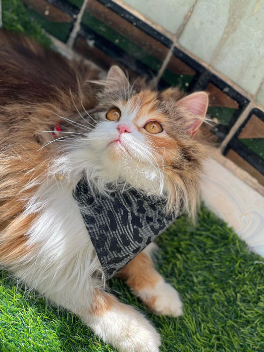 Space leopard pet bandana - adjustable