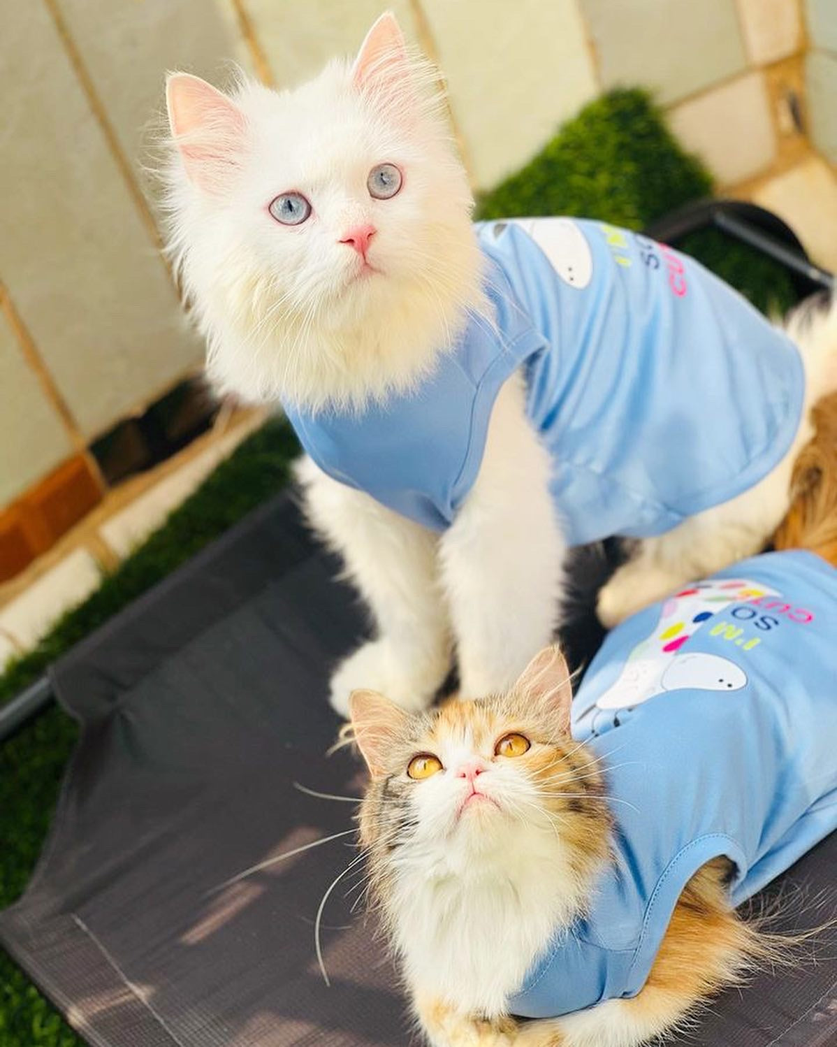 I’m so cute pet shirt 🦒