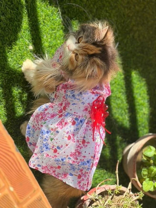 Flora Pet Frock 🌺