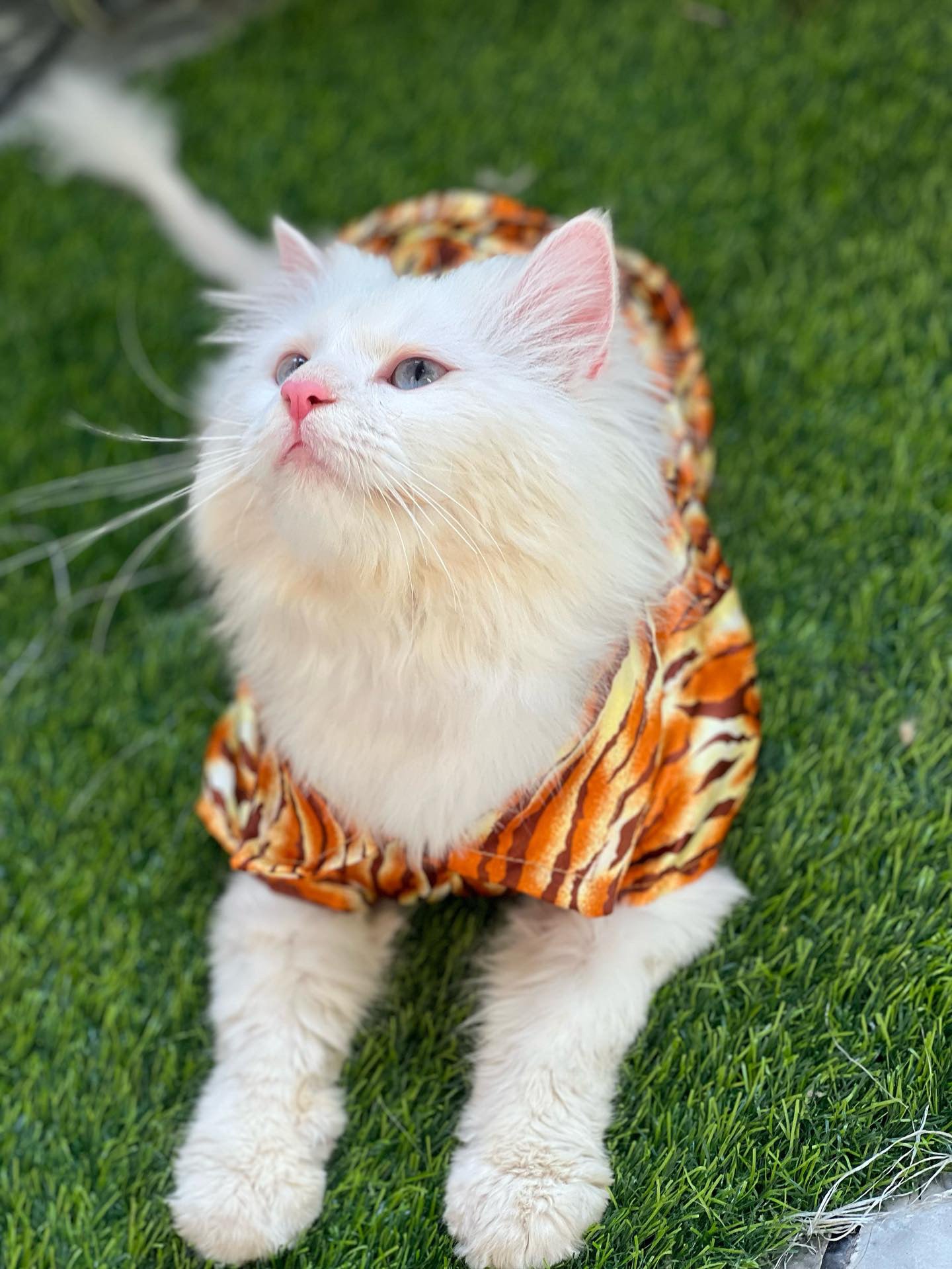 Leopard collar pet shirt 🐯