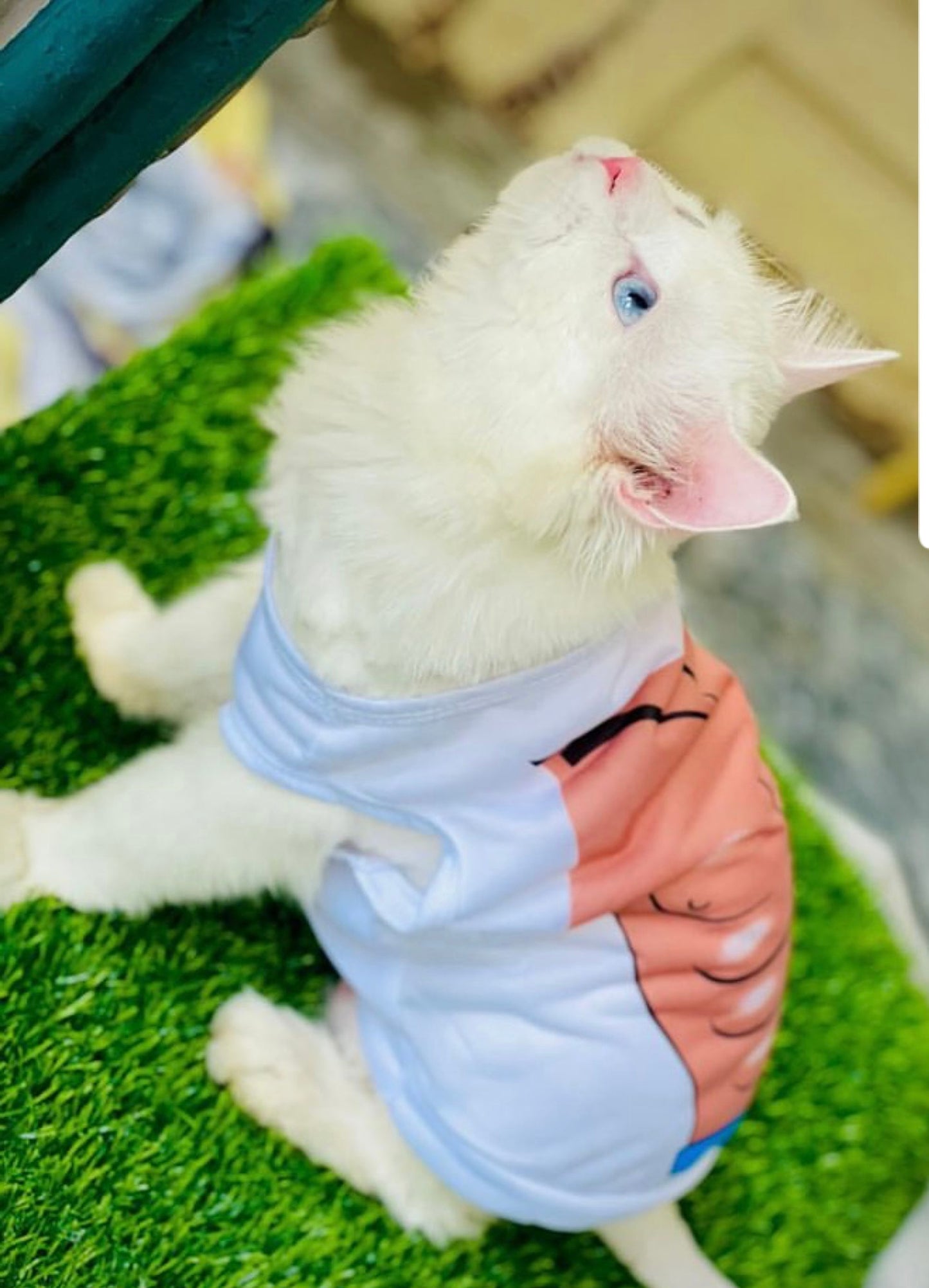 Abs muscle pet shirt 🏋️