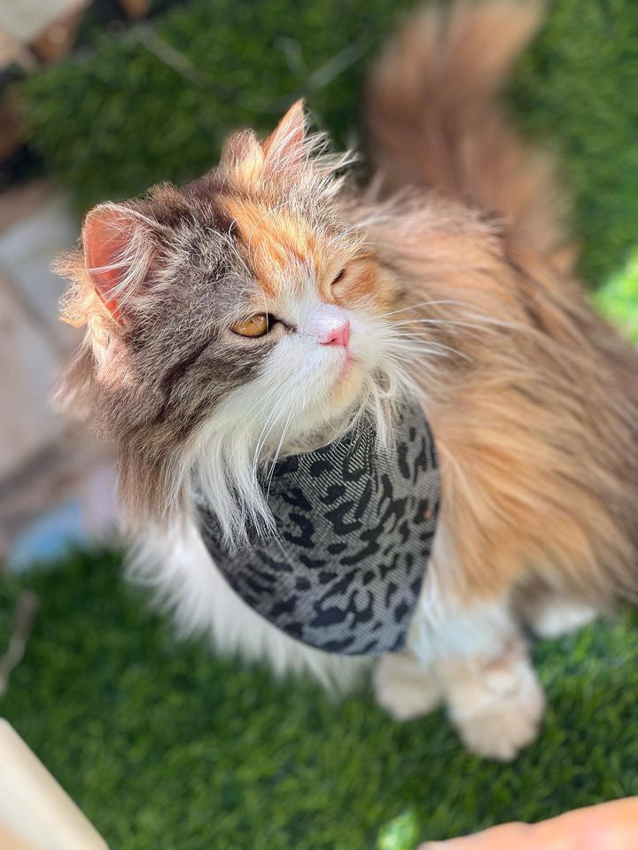 Space leopard pet bandana - adjustable