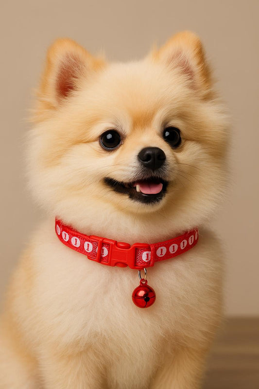 Bone pet collar 🦴🔔