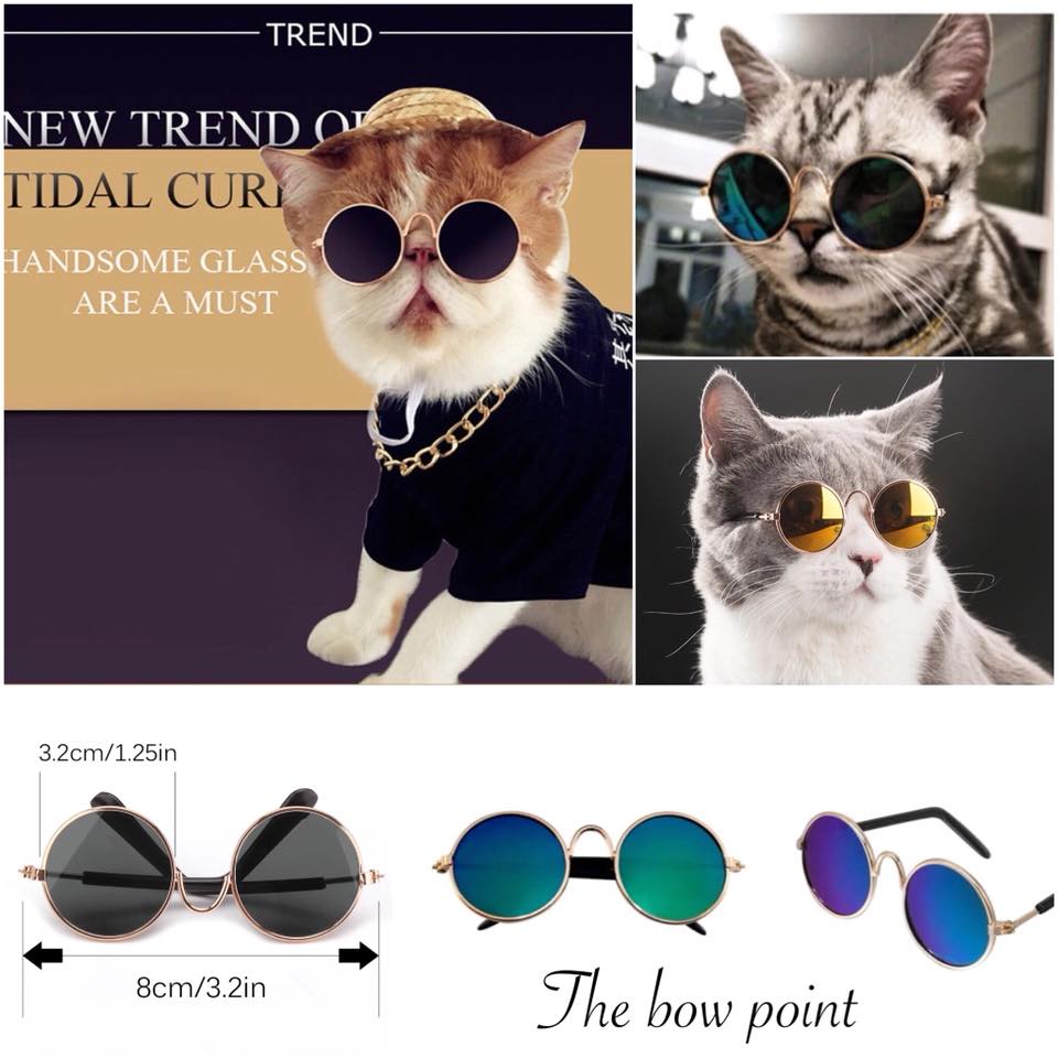 Pet glasses – Cool look