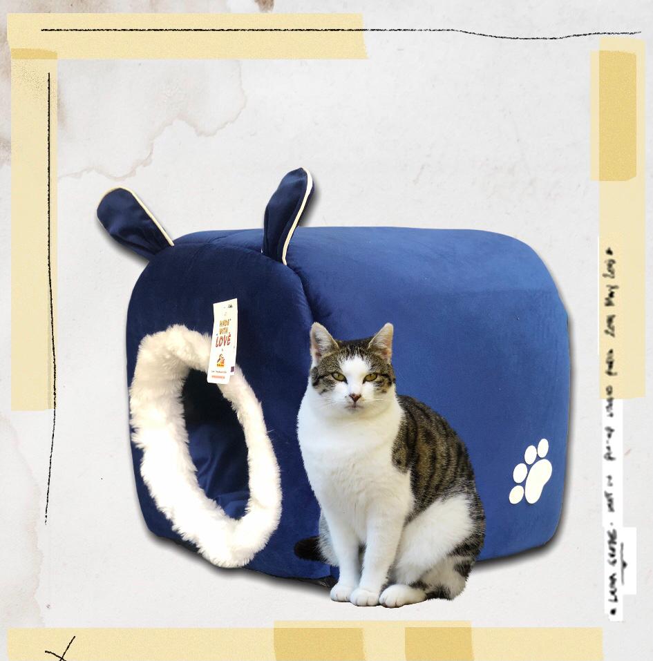 Cute ears pet house – XL – Free Shipping