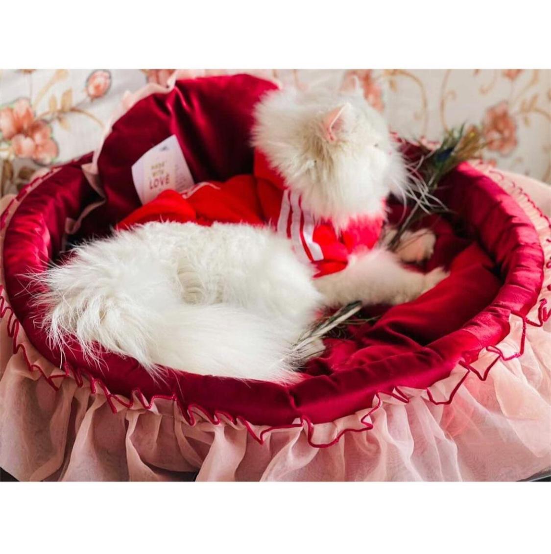 Luxury Dream Pet Bed