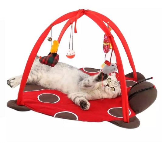 Cat Playing Tents