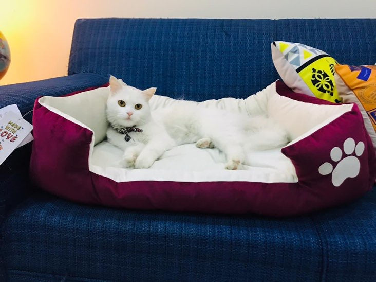 Comfy paw pet bed 🐾 PURPLE
