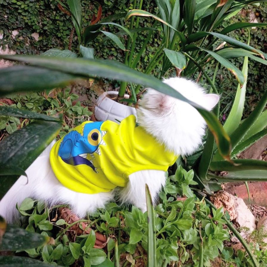 Dinosaur Pet shirt Summer 🦖