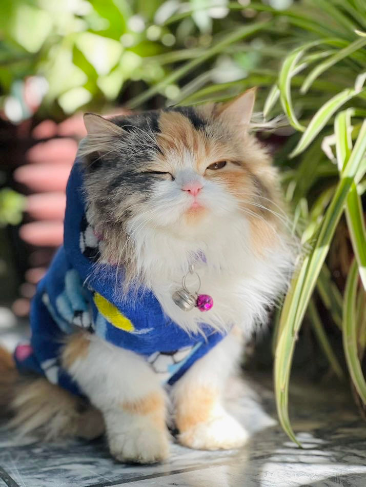 Football pet hoodie - pink