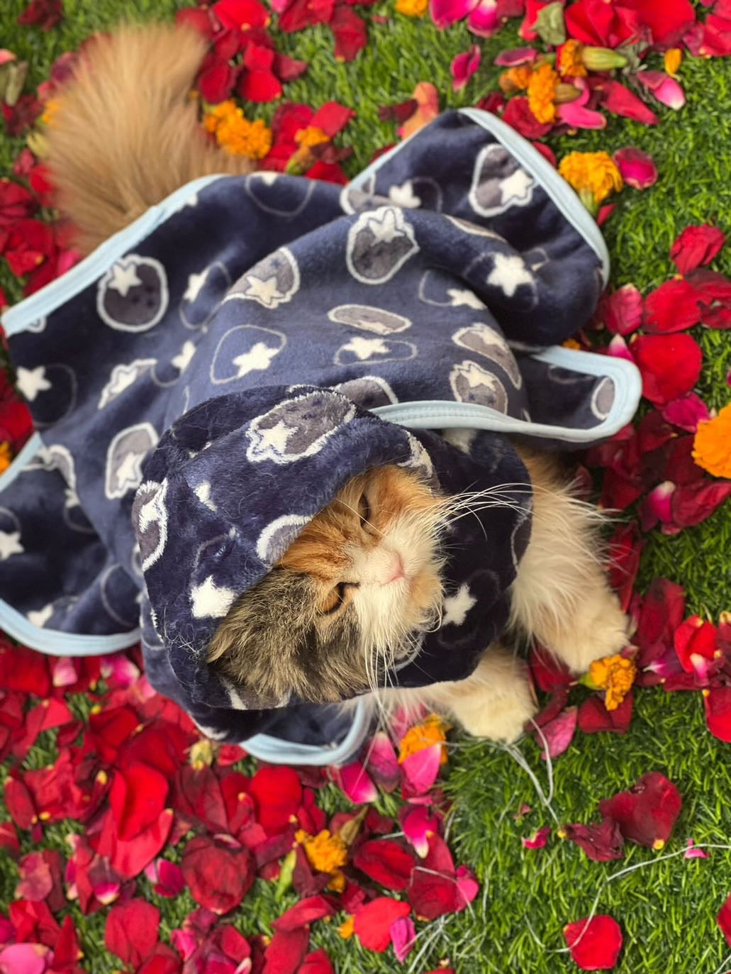 Pet Blanket - Starberry navy 🫐