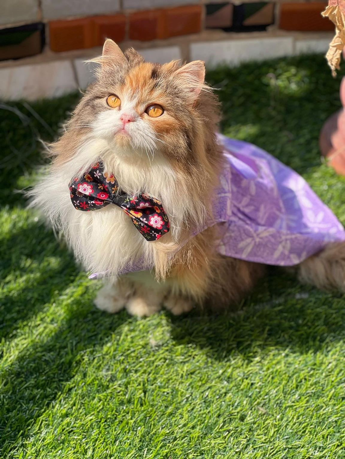Lilly Pet Frock 💜
