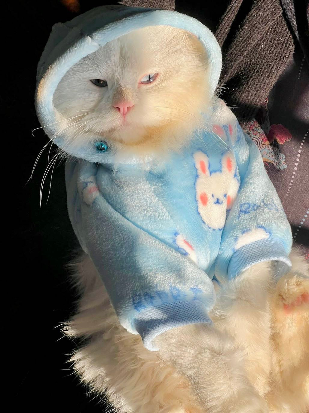 Snowball pet hoodie - BLUE 🐰❄️