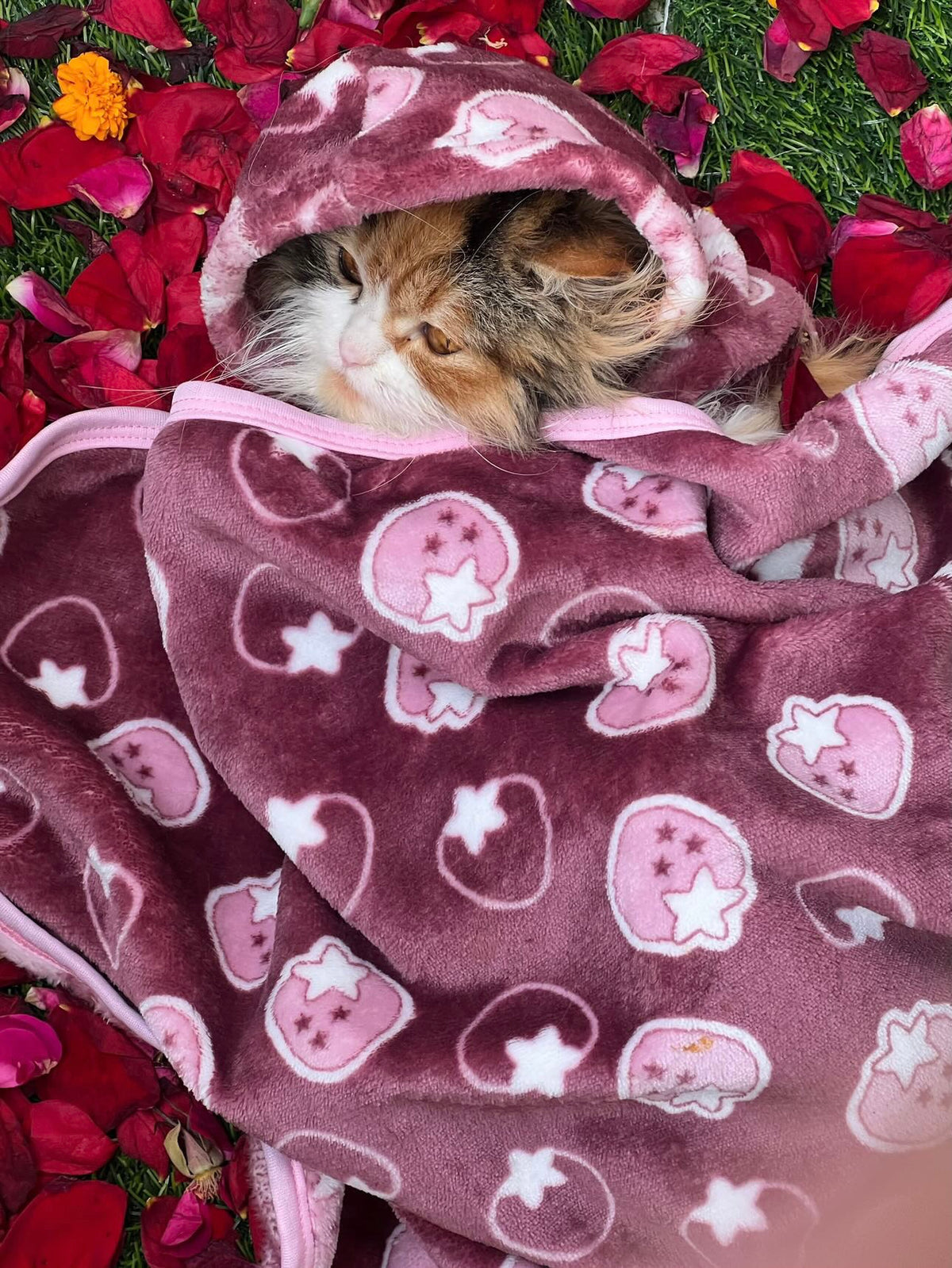 Pet Blanket - Starberry maroon 🍇