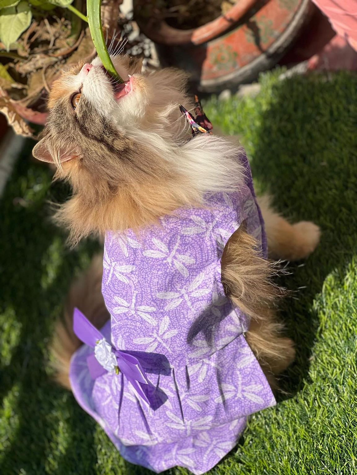 Lilly Pet Frock 💜