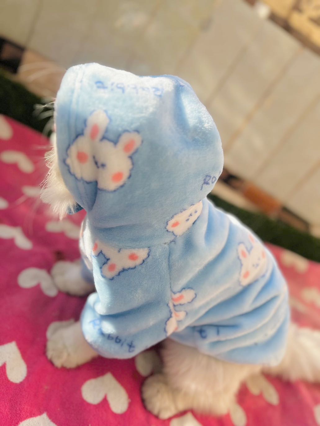 Snowball pet hoodie - BLUE 🐰❄️