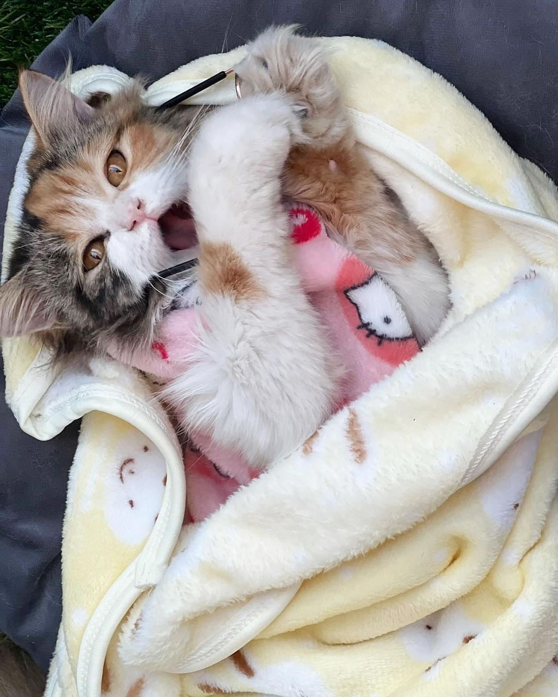 Bunny pet Blankets 🐰