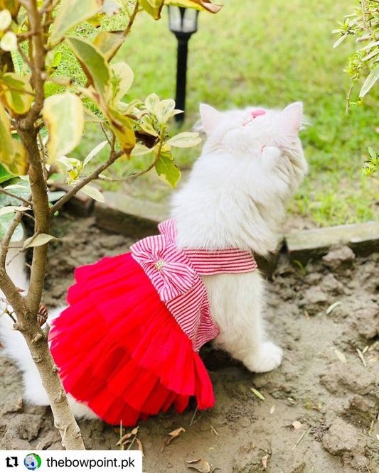 Red Stripped Pet Frock - Summer