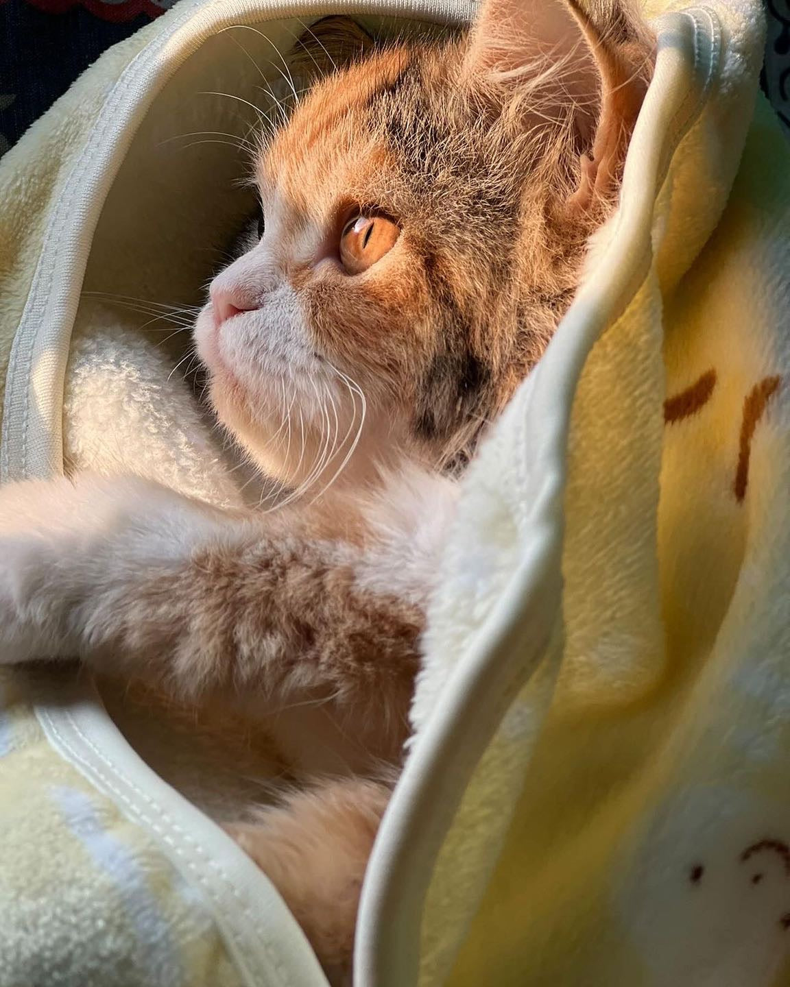 Bunny pet Blankets 🐰