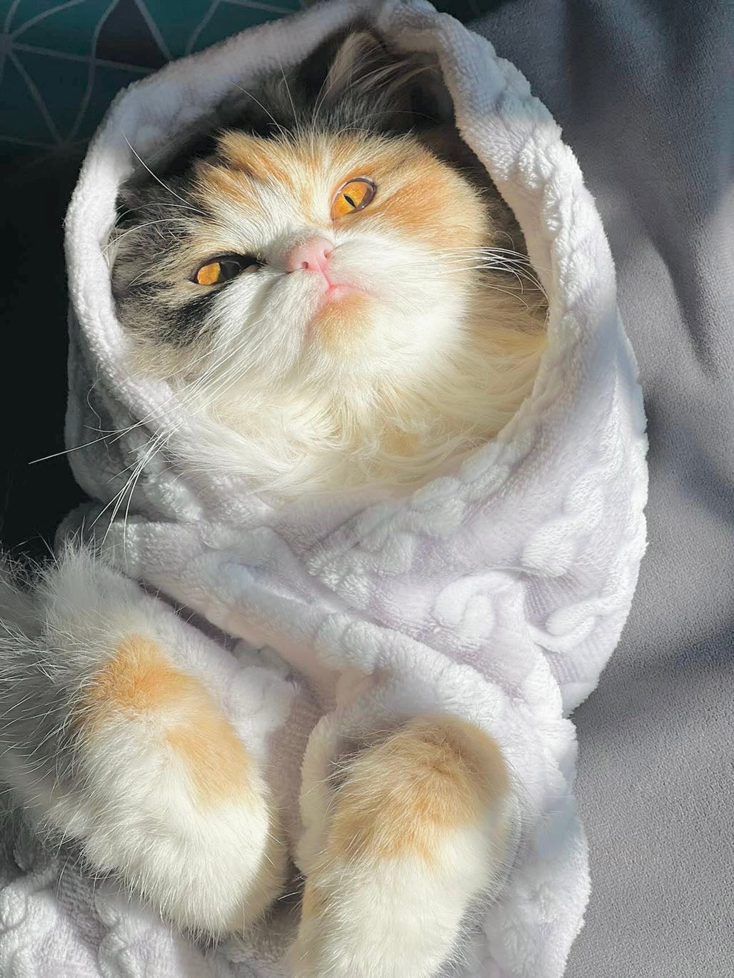 Royal pet hoodie - Grey