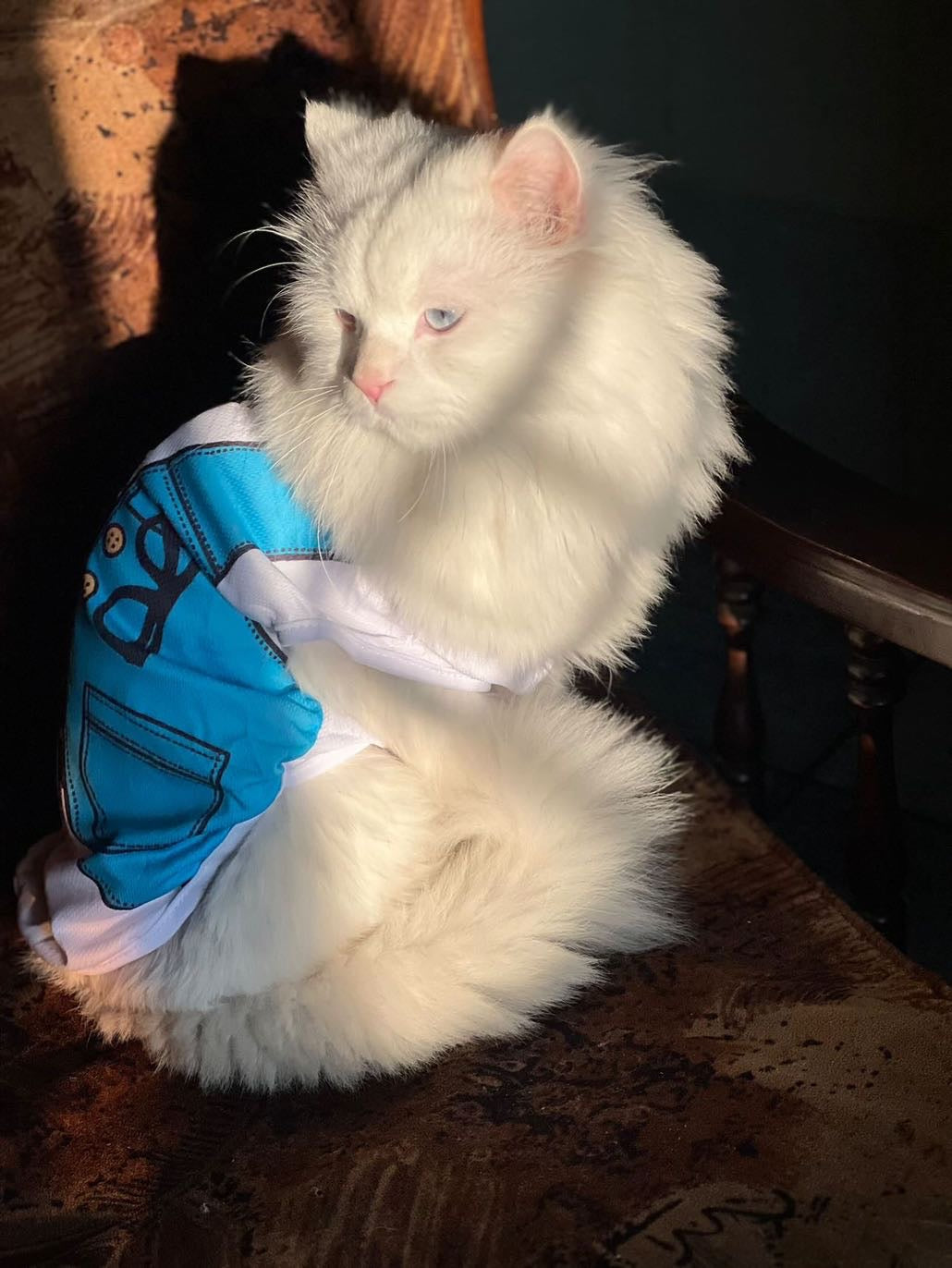 Tie vest pet shirt