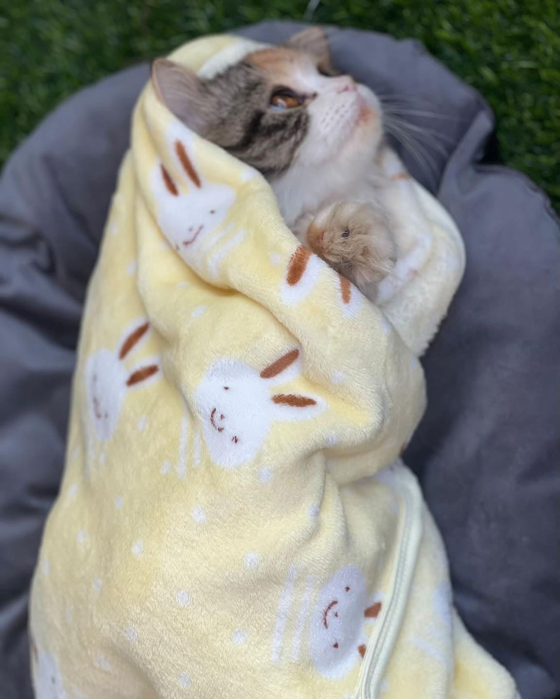 Bunny pet Blankets 🐰