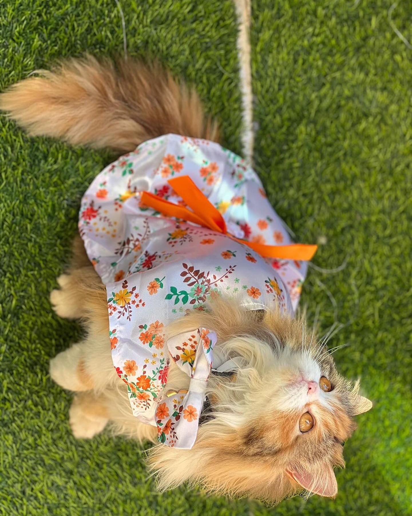 Marigold Pet Kimono 💐🍊