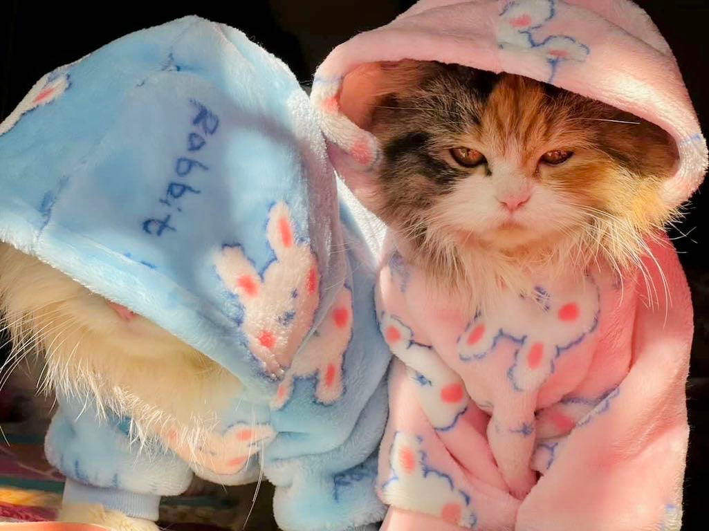 Snowball pet hoodie - pink 🐰💖