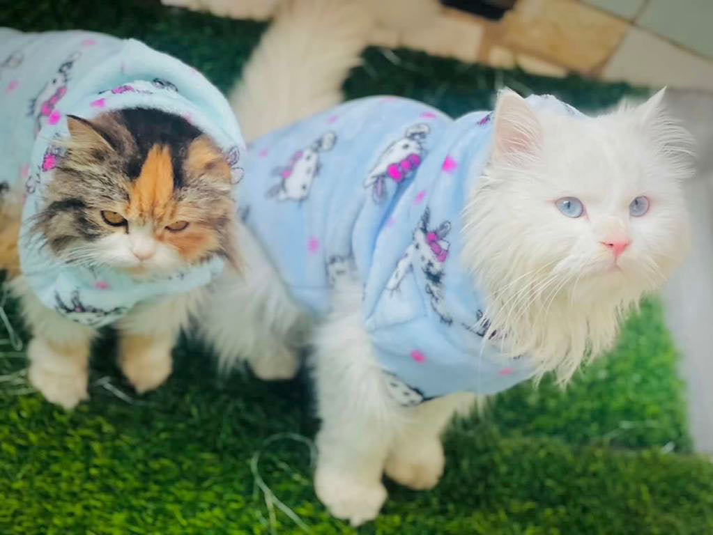 Hello kitty pet hoodie - Blue ❄️🐾