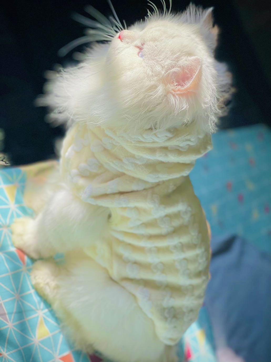 Royal pet hoodie - Yellow