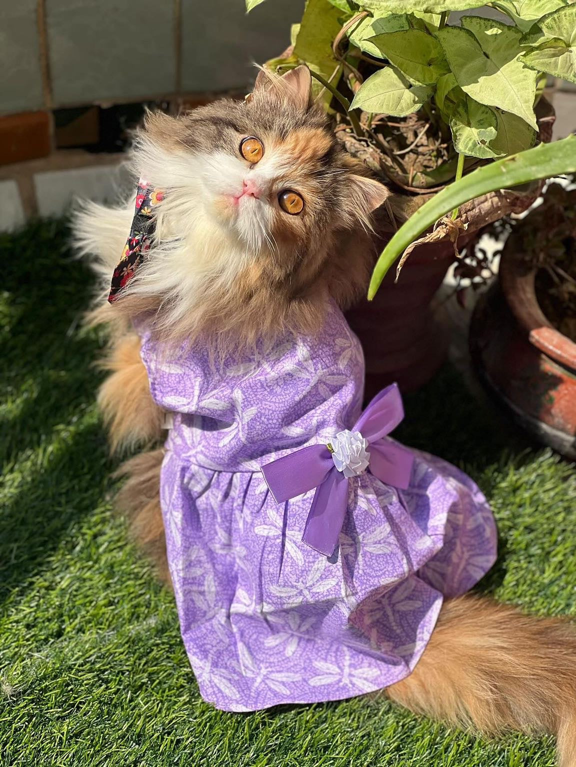 Lilly Pet Frock 💜