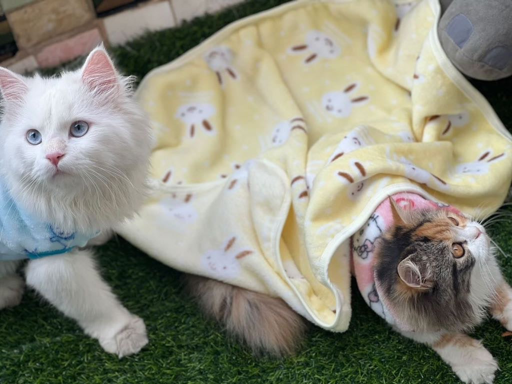 Bunny pet Blankets 🐰