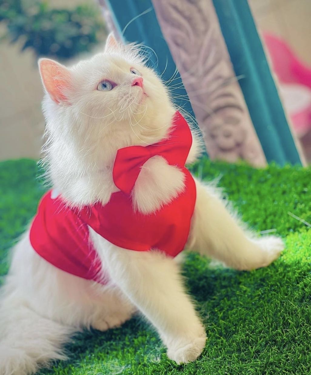 Thank you panda pet shirt 🐼