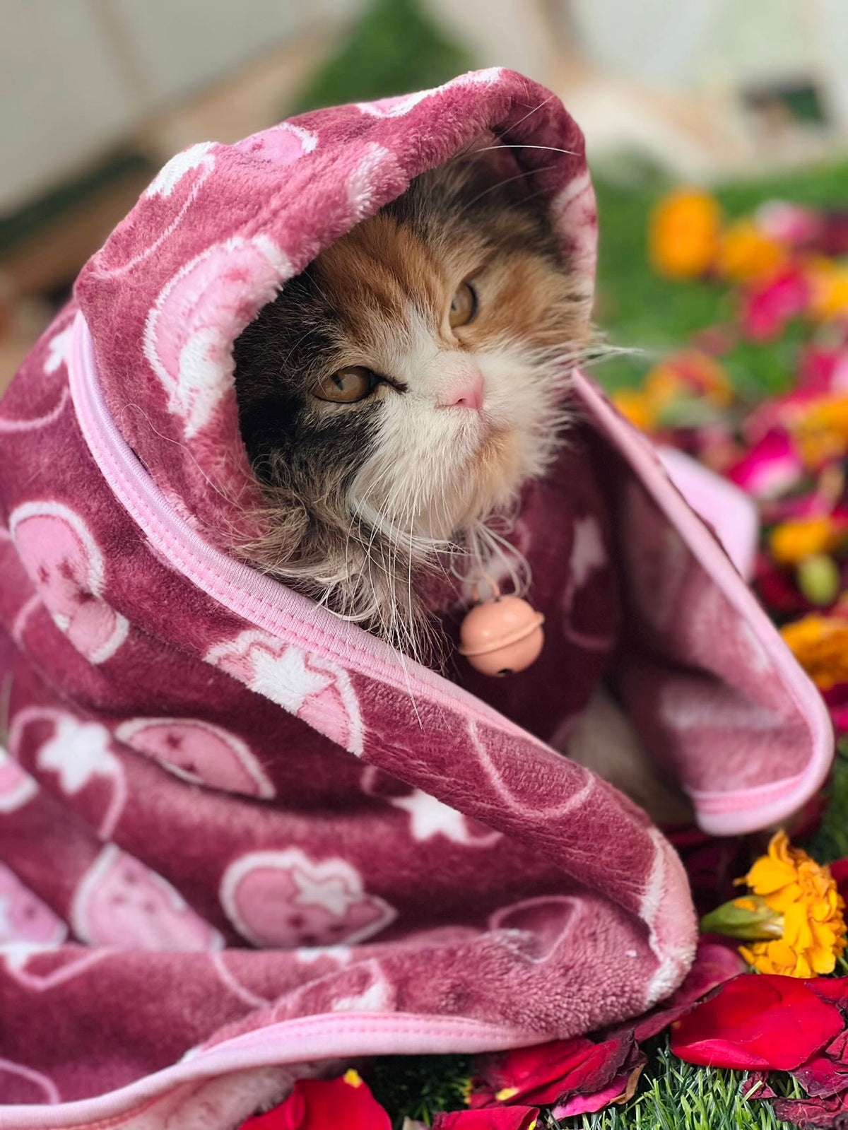 Pet Blanket - Starberry maroon 🍇