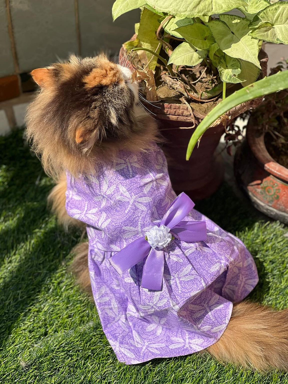 Lilly Pet Frock 💜