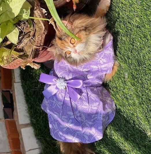 Lilly Pet Frock 💜
