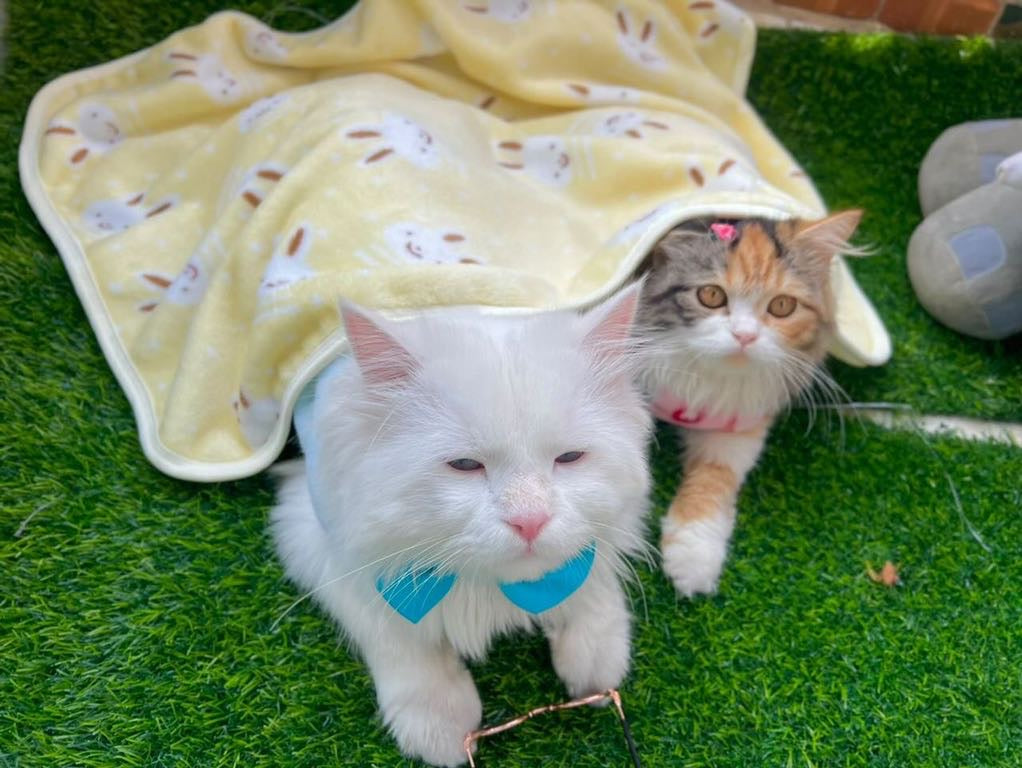 Bunny pet Blankets 🐰