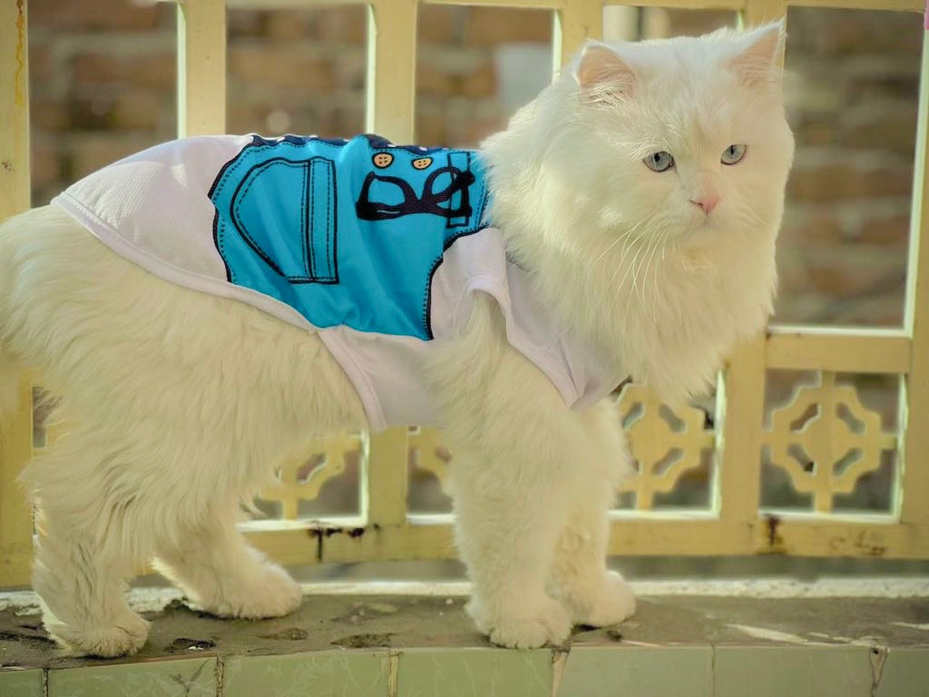 Tie vest pet shirt